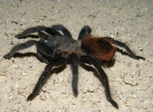 Mexicaanse Red Rump (Tliltocatl vagans) Verzorgingsblad