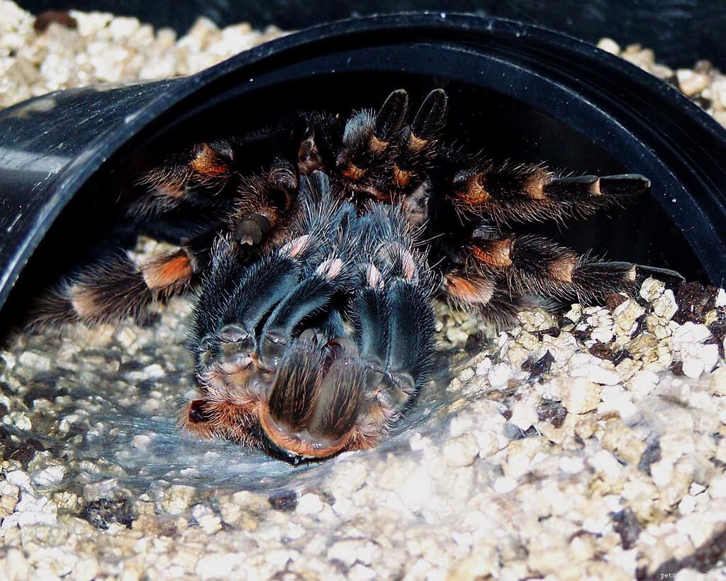 Hoe weet ik of mijn tarantula gaat vervellen?