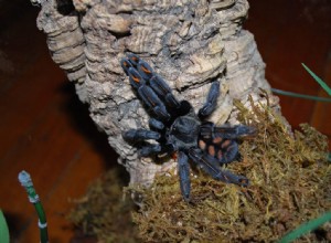 Venezuelansk Sun Tiger (Psalmopoeus irminia) Vårdblad