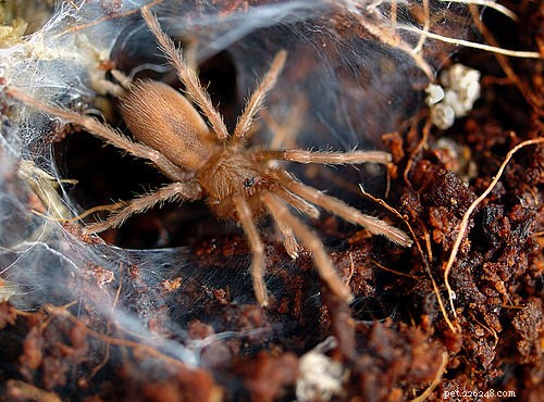 Как ухаживать за паучками тарантула