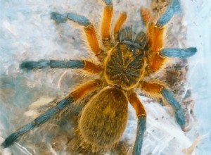 Harpactira pulchripes (Golden Blue Leg Baboon) Verzorgingsblad