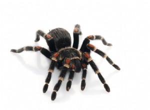 Mexikansk Flame Knee Tarantula (Brachypelma auratum) Care Sheet