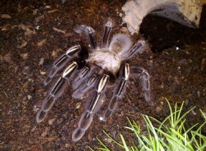 Verzorgingsblad skelet Tarantula (Ephebopus murinus)