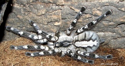 Ролики по уходу за Poecilotheria Regalis / Indian Ornamental Tarantula