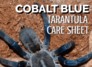 Tarántula Azul Cobalto (Cyriopagopus lividus) Folha de Cuidados