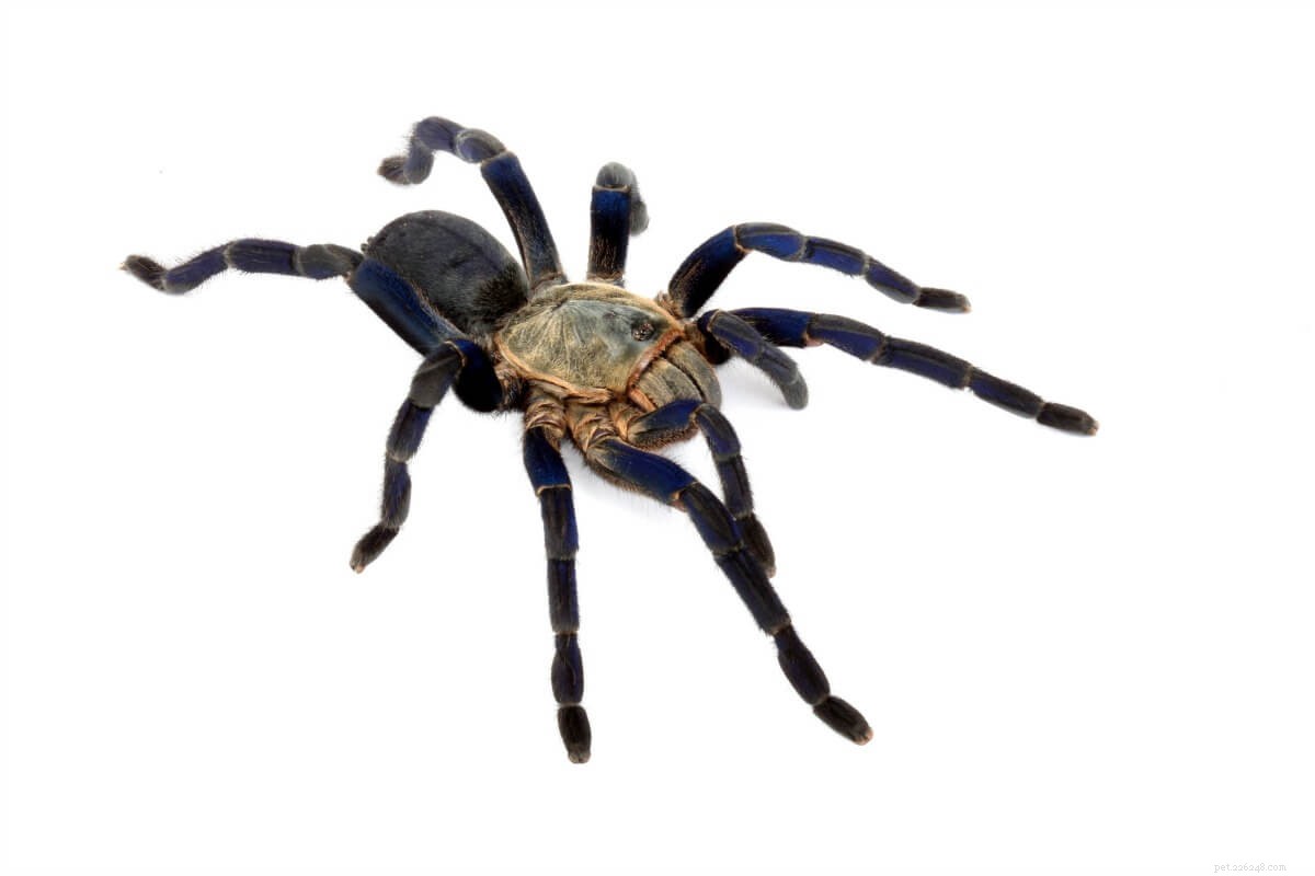 Кобальтово-голубой тарантул (Cyriopagopus lividus) Памятка