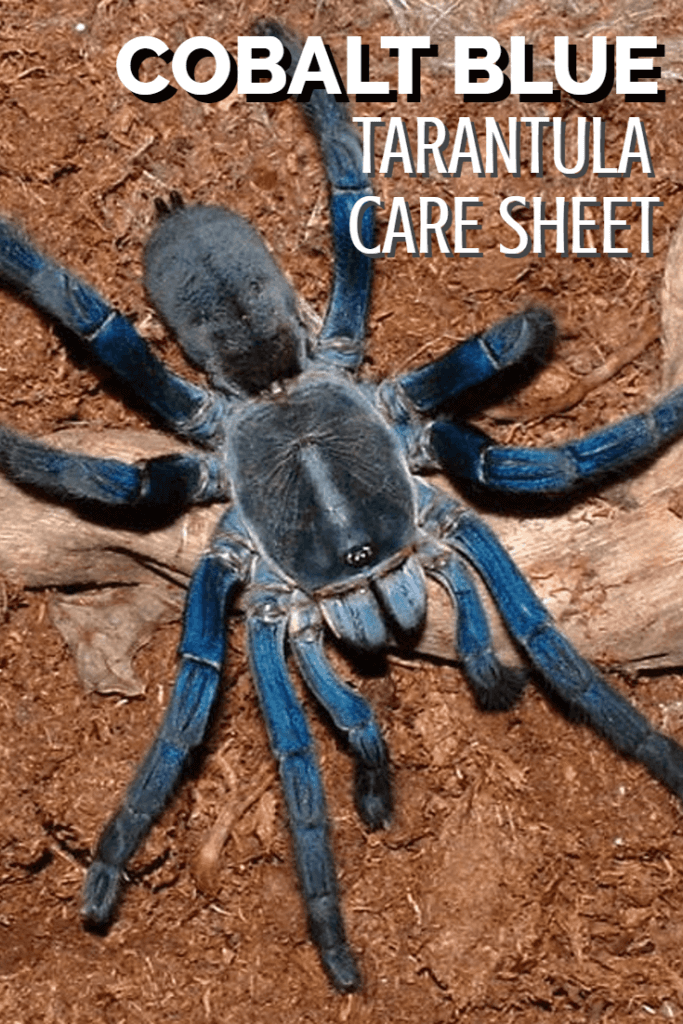 Tarantule kobaltově modrá (Cyriopagopus lividus) Caresheet