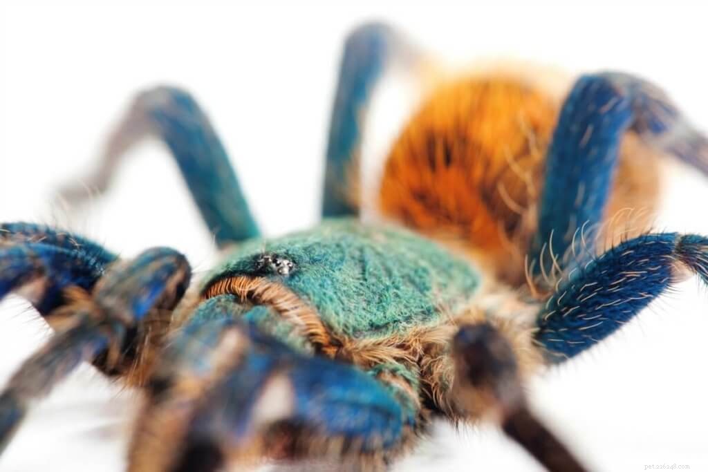 Tarantule modrá zelená (Chromatopelma cyaneopubescens)