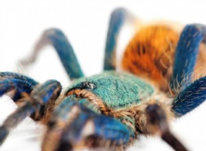 Greenbottle Blue Tarantula (Chromatopelma cyaneopubescens) Vårdblad