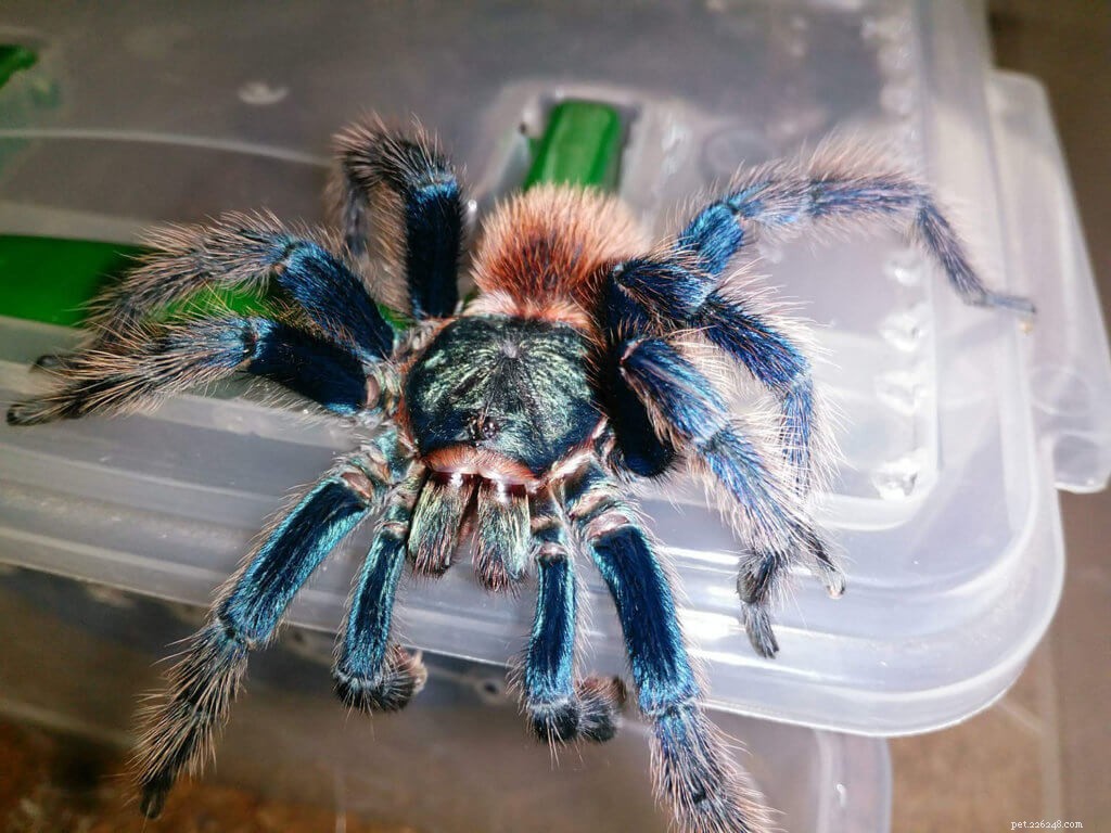 Tarantule modrá zelená (Chromatopelma cyaneopubescens)
