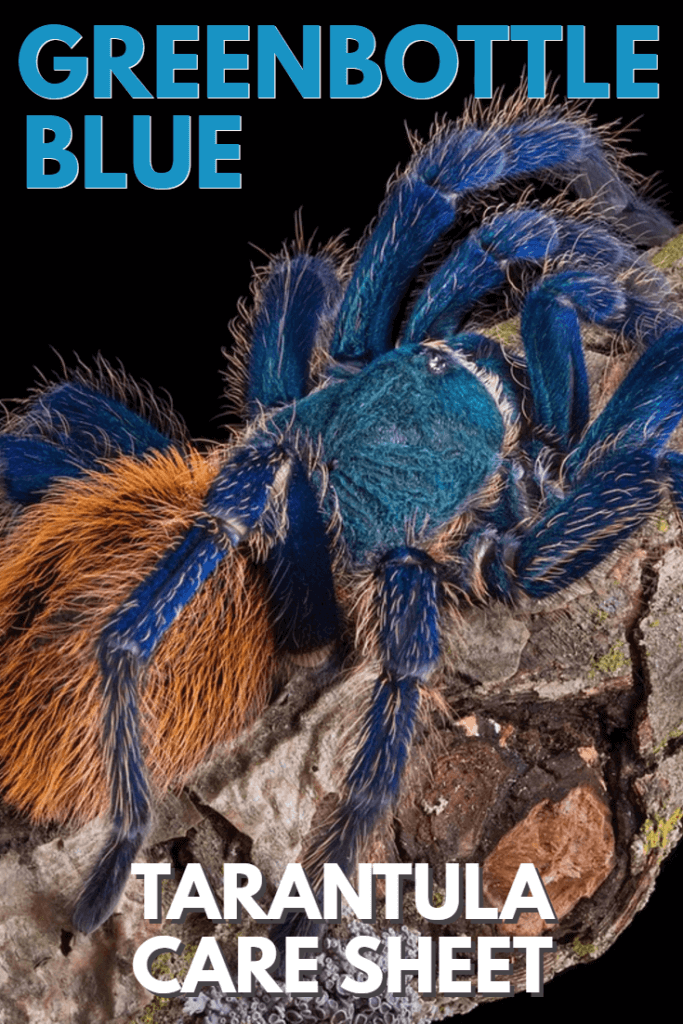 Голубой тарантул (Chromatopelma cyaneopubescens) Лист по уходу