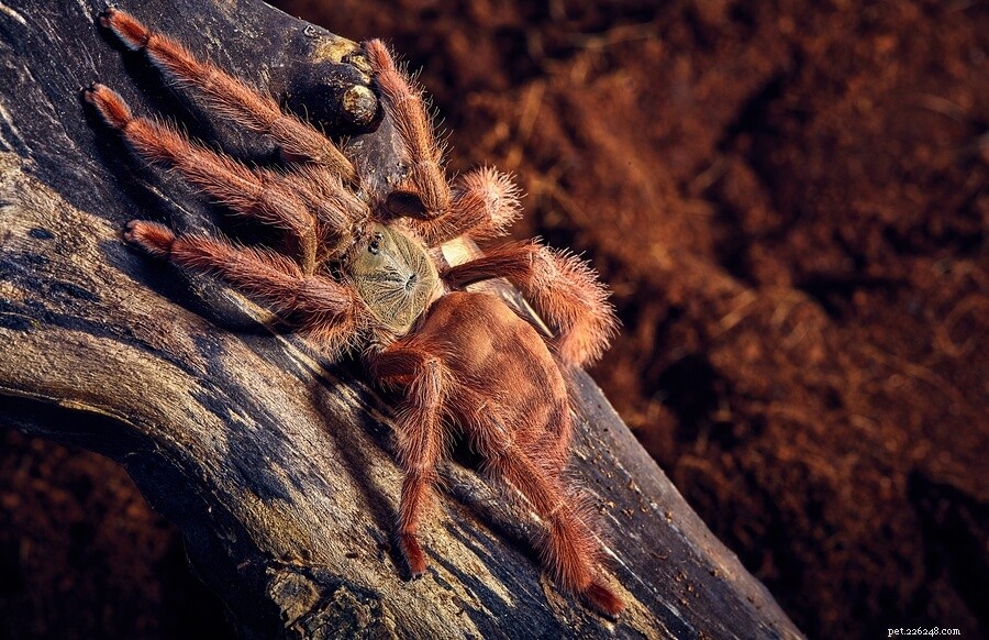 Péče o pavouka pomerančovníkového (Pseudoclamoris gigas)