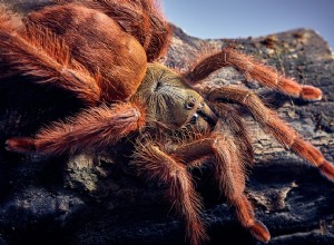 Apelsinträdspindel (Pseudoclamoris gigas) Vårdblad