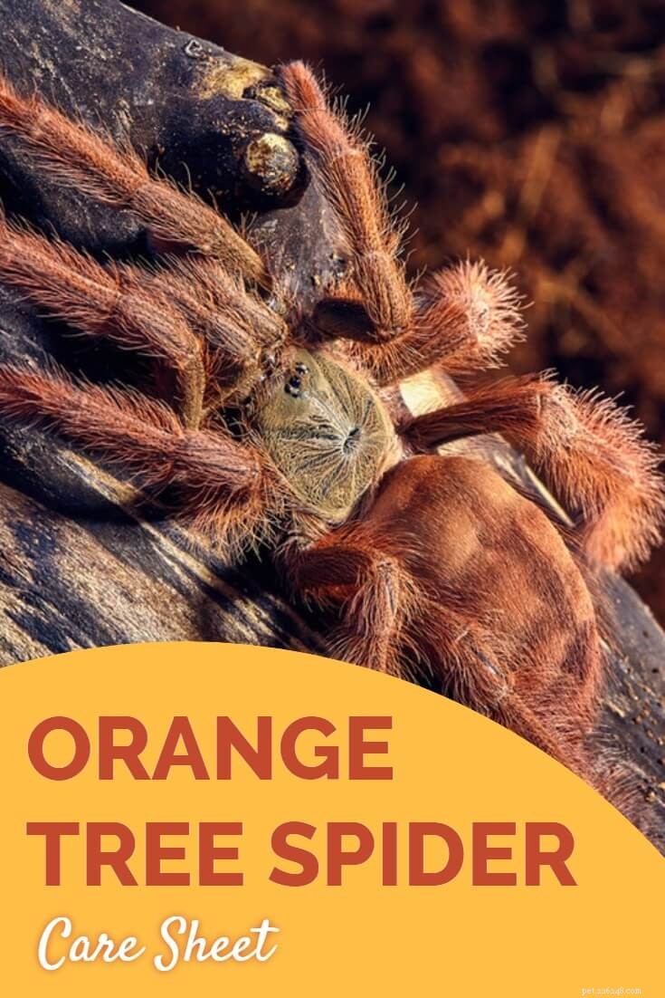 Sinaasappelboomspin (Pseudoclamoris gigas) Verzorgingsblad