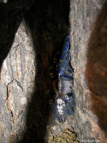 Gooty Sapphire (Poecilotheria metallica) verzorgingsblad