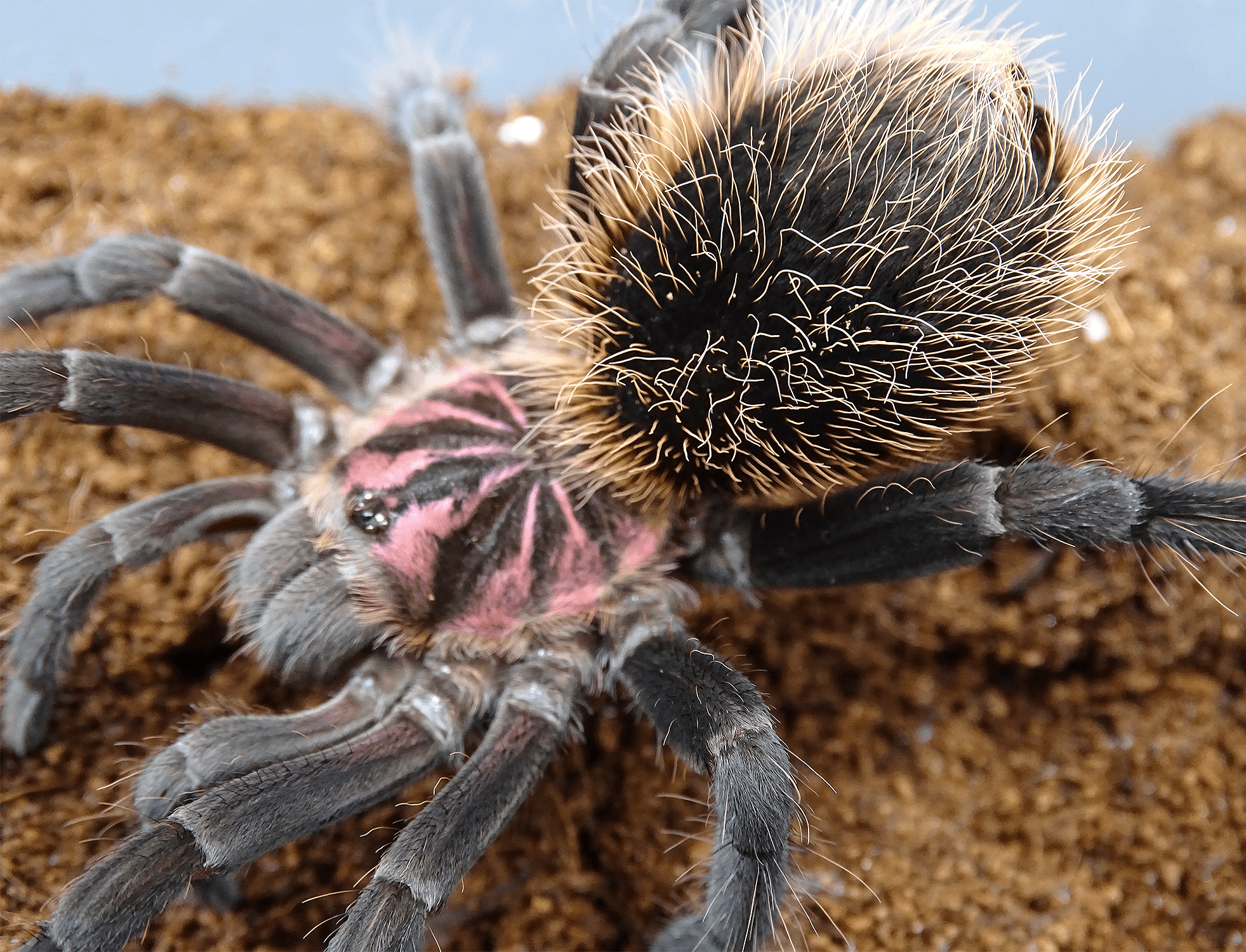 Xenesthis immanis / Лист по уходу за колумбийским малым черным тарантулом