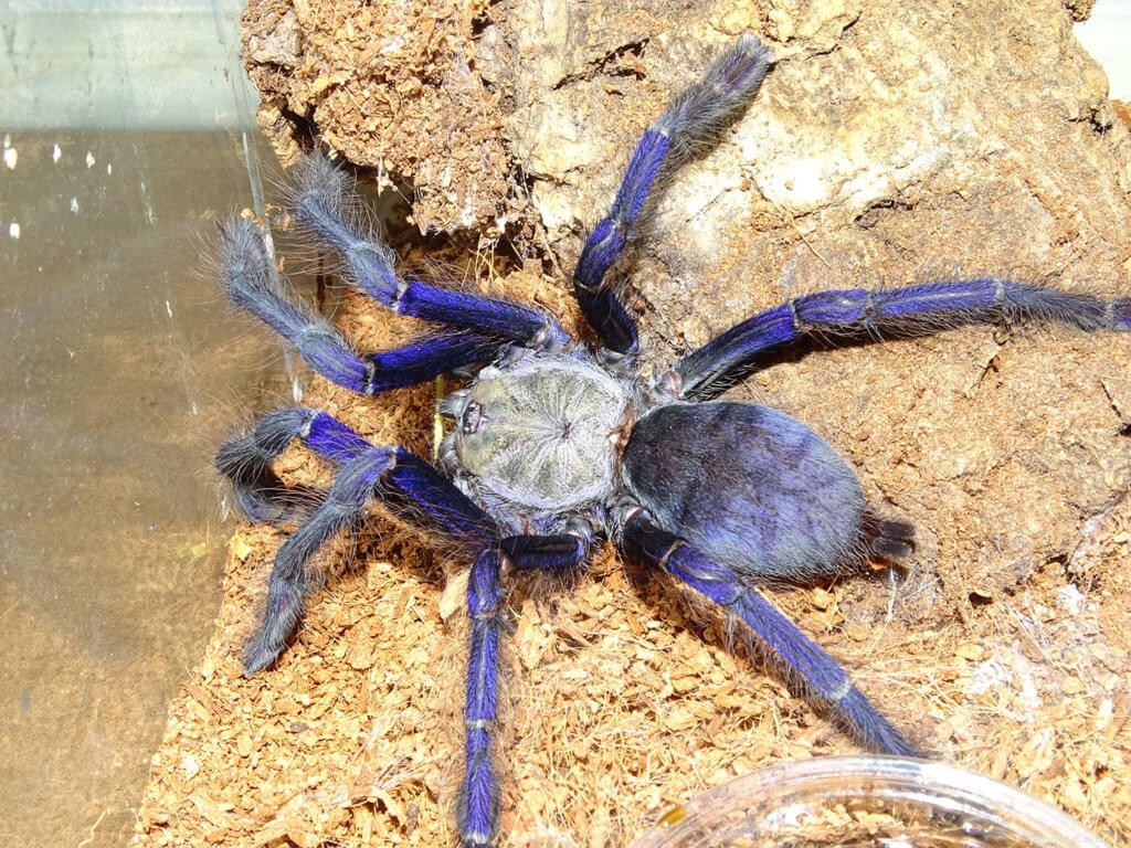 Сингапурский голубой тарантул (Omothymus violaceopes), инструкция по уходу
