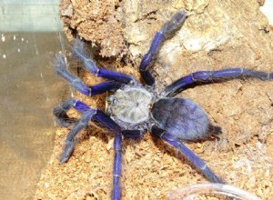 Singapore Blue Tarantula (Omothymus violaceopes) Verzorgingsblad