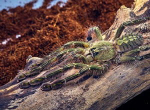 Poecilotheria rufilata / Folha de cuidados ornamentais de ardósia vermelha