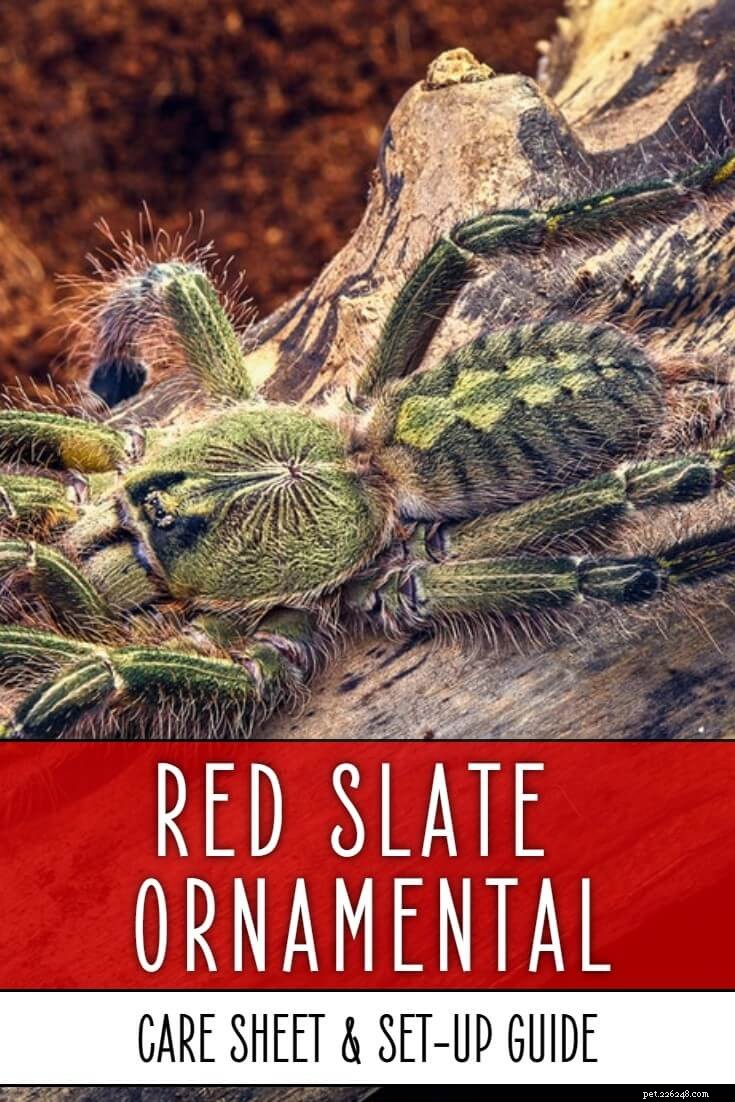 Poecilotheria rufilata / Red Leisteen sierverzorgingsblad
