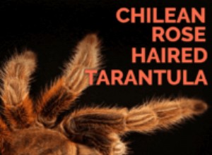 Roserat hår / Chile Rose Tarantula Care (Grammostola rosea)