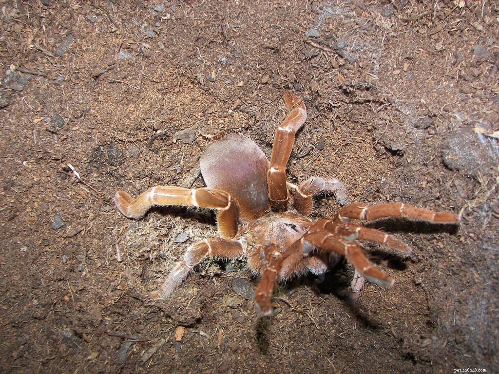 Koningbaviaan (Pelinobius muticus) Tarantula-verzorgingsblad