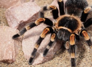 Melhor animal de estimação de tarântula