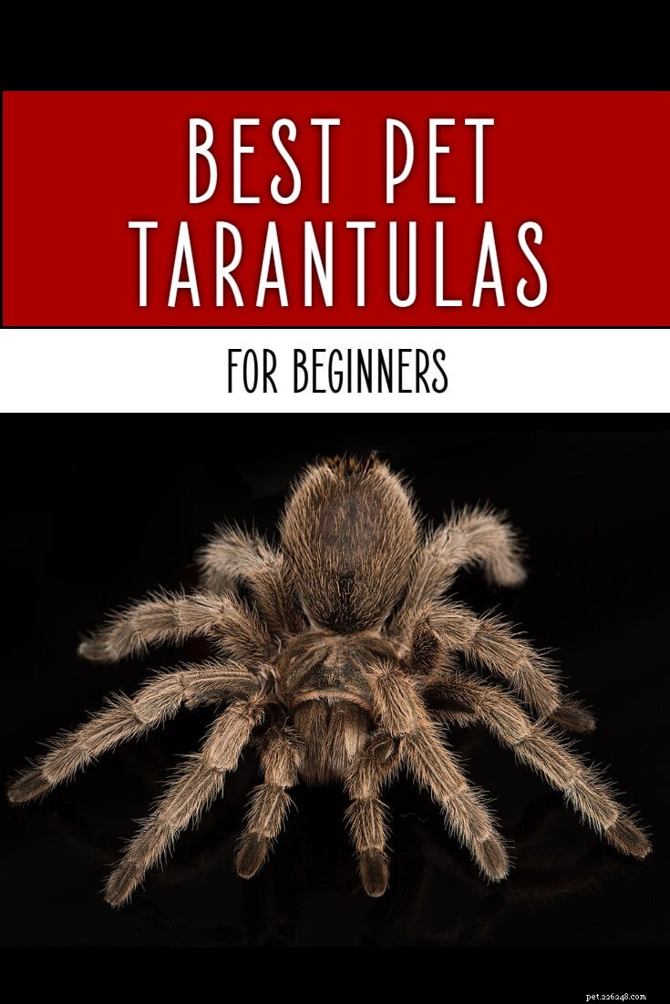 Nejlepší mazlíček Tarantule