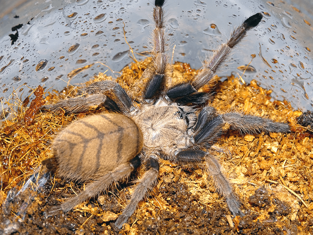 Chilobrachys fimbriatus (индийская фиалка) Памятка по уходу за тарантулом