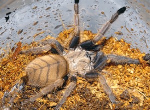 Chilobrachys fimbriatus (fialová indická) pro péči o tarantule