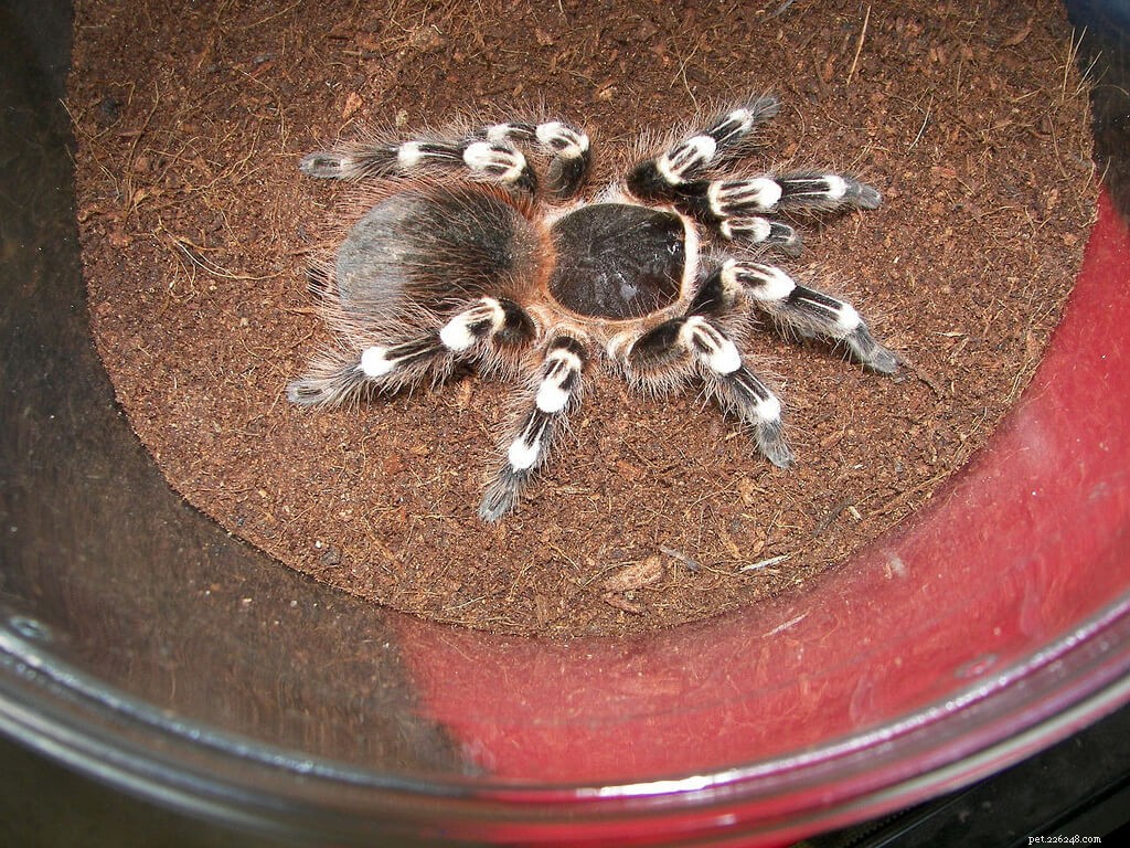 Бразильский белый коленный тарантул (Acanthoscurria geniculata), инструкция по уходу