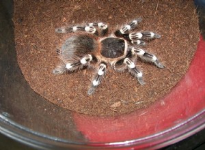 Brasiliansk vit knä-tarantula (Acanthoscurria geniculata) Vårdlakan
