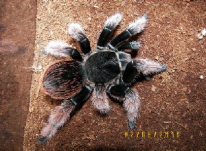 Folha de Cuidados da Tarântula Rosa Mexicana (Brachypelma klaasi)