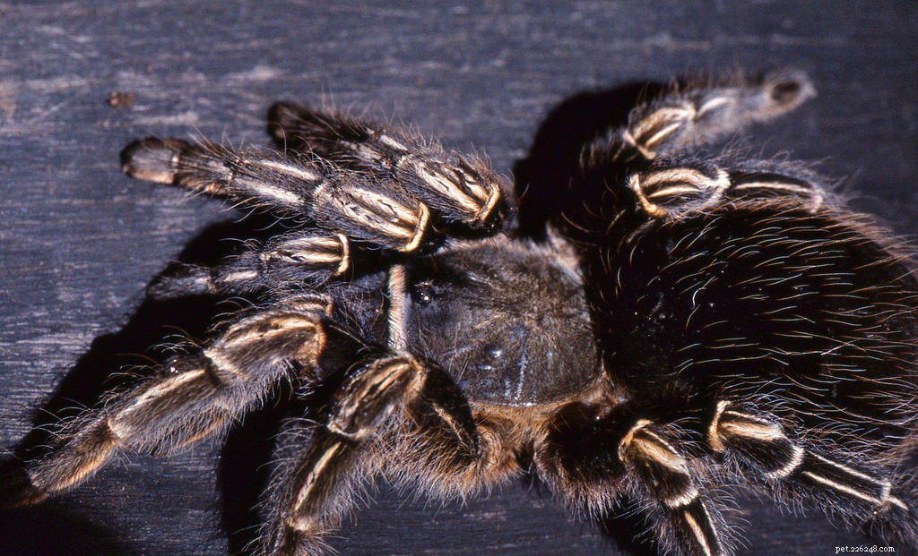List péče o kostarickou zebru tarantule (Aphonopelma seemanni)