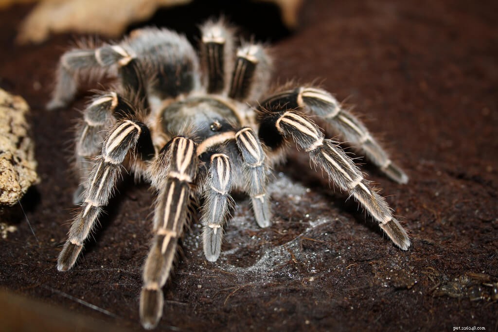 Коста-риканский зебровый тарантул (Aphonopelma seemanni) Лист по уходу