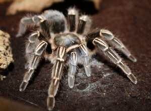 Folha de Cuidados da Tarântula Zebra da Costa Rica (Aphonopelma seemanni)