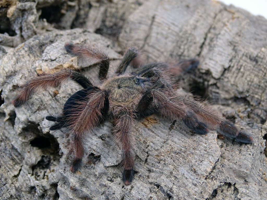 Psalmopoeus pulcher (Panama Blonde) Tarantula verzorgingsblad