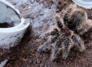 Mají všechny tarantule svědivé chlupy?