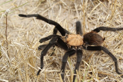 Умирают ли тарантулы после спаривания или откладывания яиц?