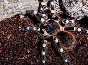 Vad behöver Tarantulas i sin bur?