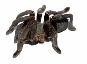 De bästa Tarantula-värmarna