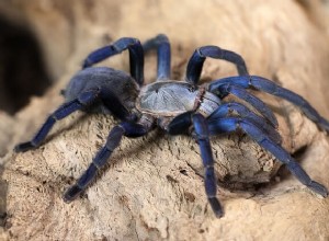 Behöver Tarantulas ljus?