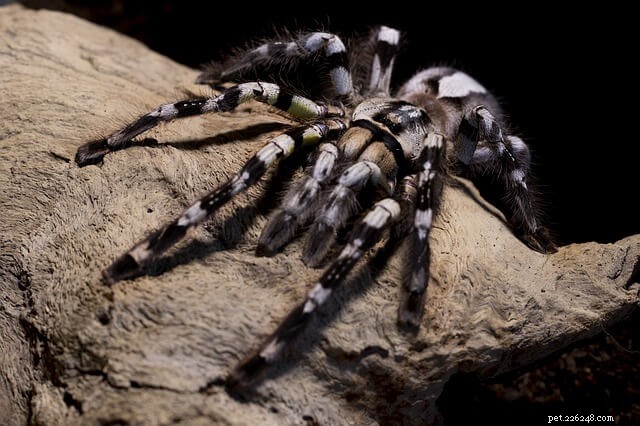 타란툴라 거미가 다리를 잃는 이유는 무엇입니까?