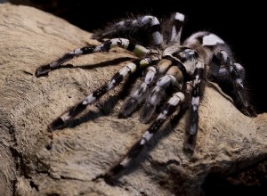 Proč tarantule přicházejí o nohy?