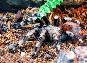 Varför fortsätter min tarantula att klättra?