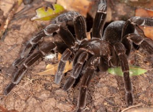 Biter Tarantulas?