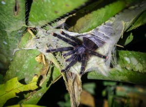 Hoppar Tarantulas?