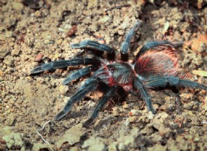 タランチュラが脱皮するのはなぜですか？ 