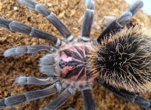 Kan Tarantulas leva med andra djur?