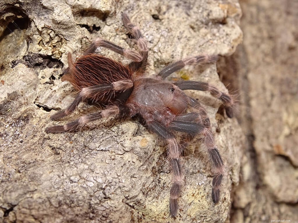 Nhandu chromatus (Braziliaanse rood-witte tarantula) Tarantula verzorgingsblad